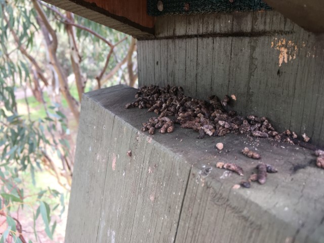 Bat scats in box May 2017