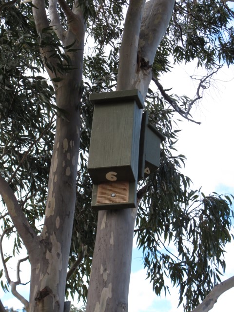 Bat Box 6