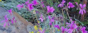 pelargonium  rodneyanum